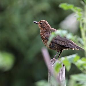 Eurasian Blackbird