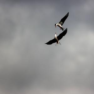 Arctic Tern