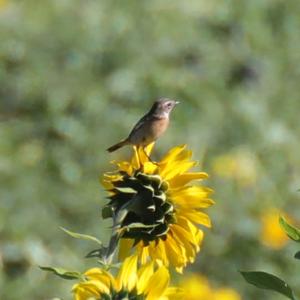 Whinchat