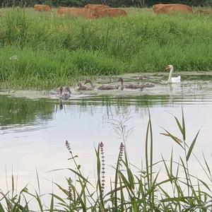 Höckerschwan