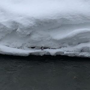 White-throated Dipper