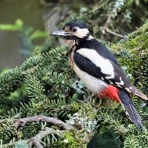 Great Spotted Woodpecker