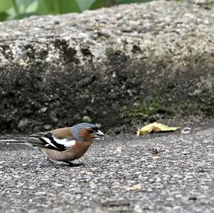 Eurasian Chaffinch