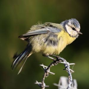 Blue Tit