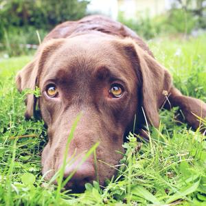 Retriever (Labrador)