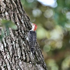 Red-bellied Woodpecker