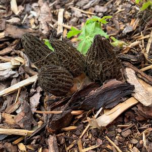 Black Morel