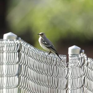 White Wagtail