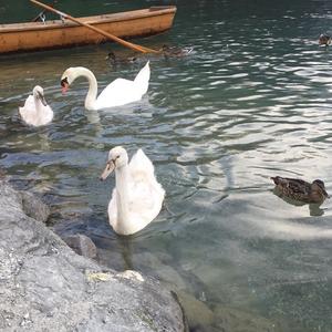 Mute Swan