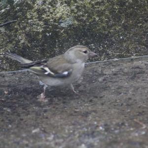 Eurasian Chaffinch