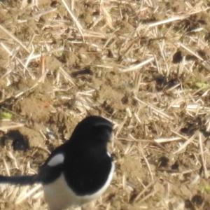 Black-billed Magpie