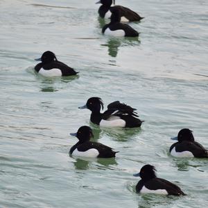 Tufted Duck