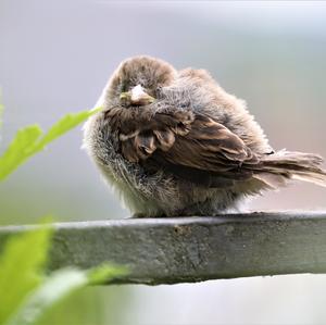 House Sparrow