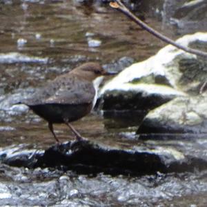 White-throated Dipper