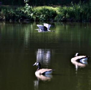 Grey Heron