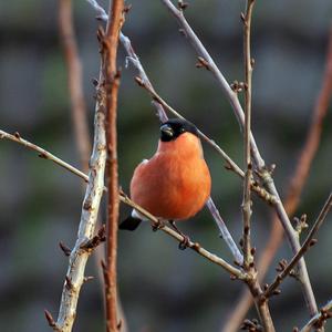 Eurasian Bullfinch