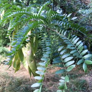Unknown Species