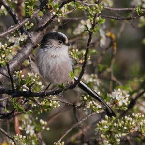 Long-tailed Tit