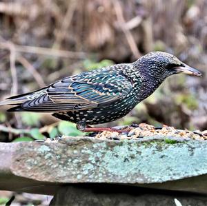 Spotless Starling