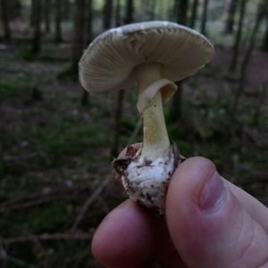 Death Cap