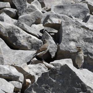 Northern Wheatear