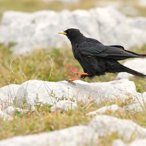 Yellow-billed Chough