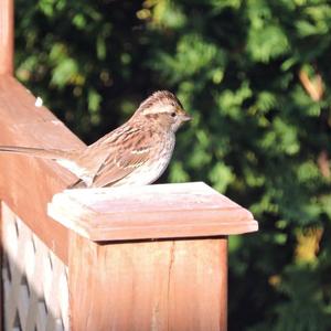 White-throated Sparrow