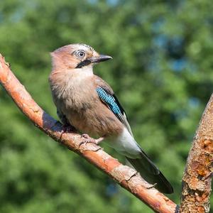 Eurasian Jay