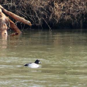 Common Goldeneye