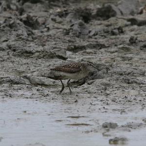 Wood Sandpiper