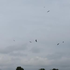 Common Buzzard