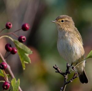 Common Chiffchaff