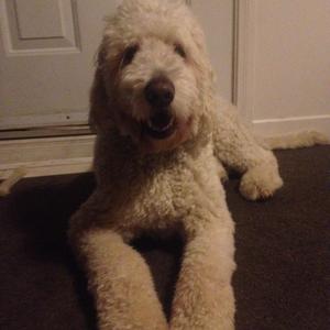 Unknown Breed