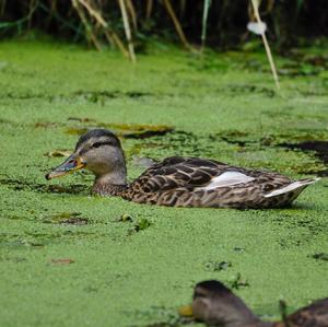 Mallard