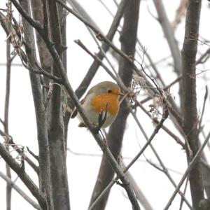 European Robin