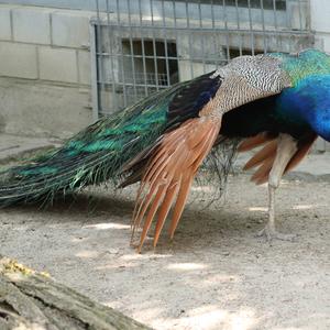 Indian Peafowl