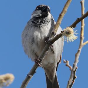 House Sparrow