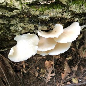 Oyster Mushroom