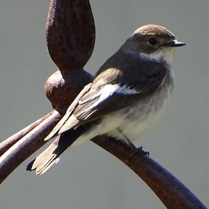 European Pied Flycatcher