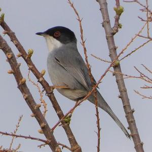 Sardinian Warbler