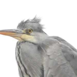 Grey Heron