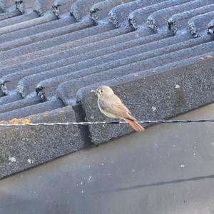 Common Redstart