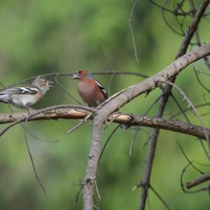 Eurasian Chaffinch