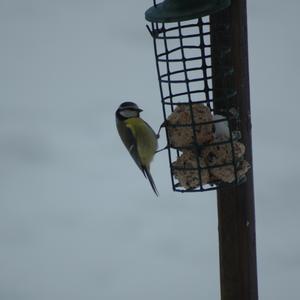 Blue Tit