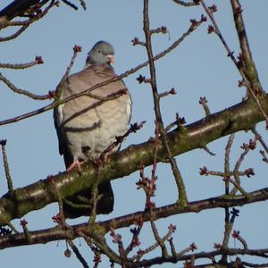 Common Wood-pigeon