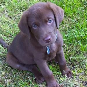 Retriever (Labrador)