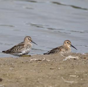 Dunlin