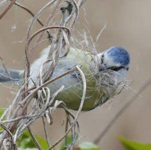 Blue Tit