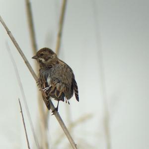 Reed Bunting