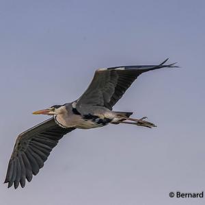 Grey Heron